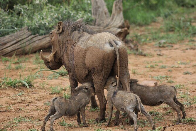 Safari Game Drive and Rhino Walk in Mosi-oa-Tunya National Park - FAQ