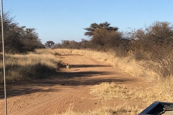 Safari Game Drive: Dinokeng Game Reserve - Overview of the Experience