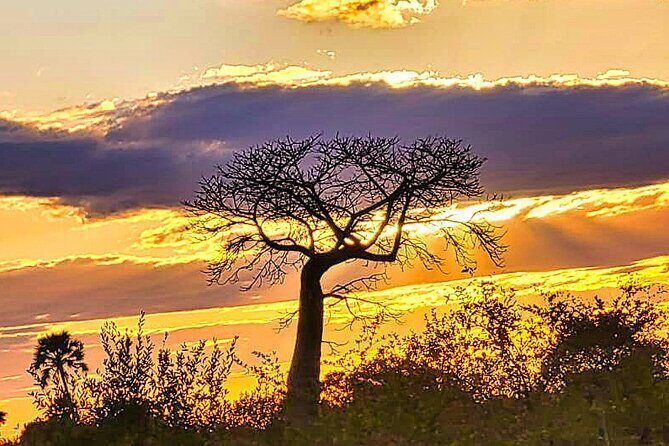 Safari Game Drive in the Savannah with Hotel pickup 3 times daily - What the Tour Includes and What You Can Expect