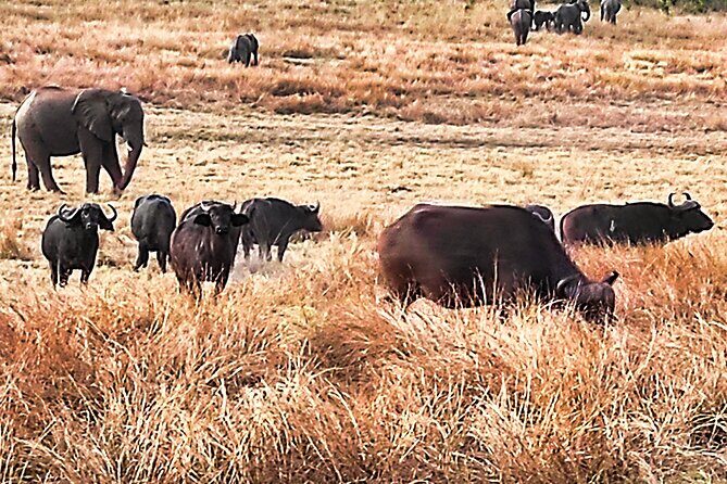 Safari Game Drive in the Savannah with Hotel pickup 3 times daily - Practical Details: What You Need to Know