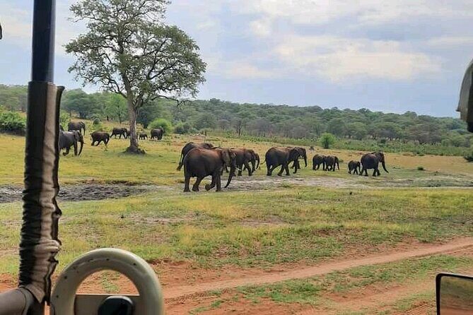 Safari Game Drive in Zambezi National Park - What to Expect from the Safari Experience