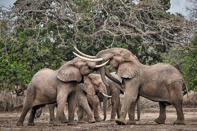 Safari Game Drive in Zambezi National Park - An Authentic Safari Experience in Zambezi National Park