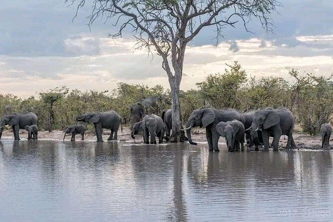 Safari Game Drive in Zambezi National Park - Key Points