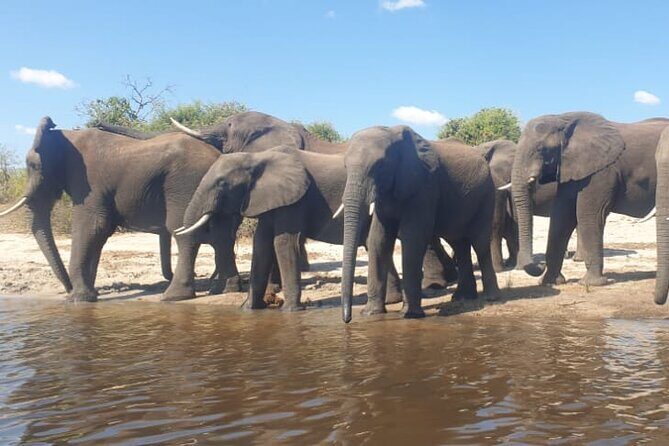 Safari Game Drive in Zambezi National Park - Authentic Wildlife Viewing in a Quiet Setting