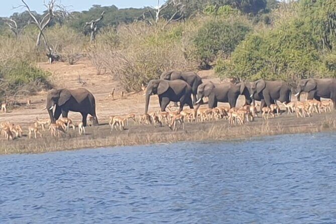 Safari Game Drive in Zambezi National Park - Who Will Love This Safari?