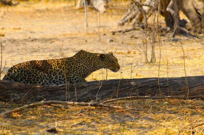 Safari Game Drive in Zambezi national park - An Honest Look at the Safari Experience