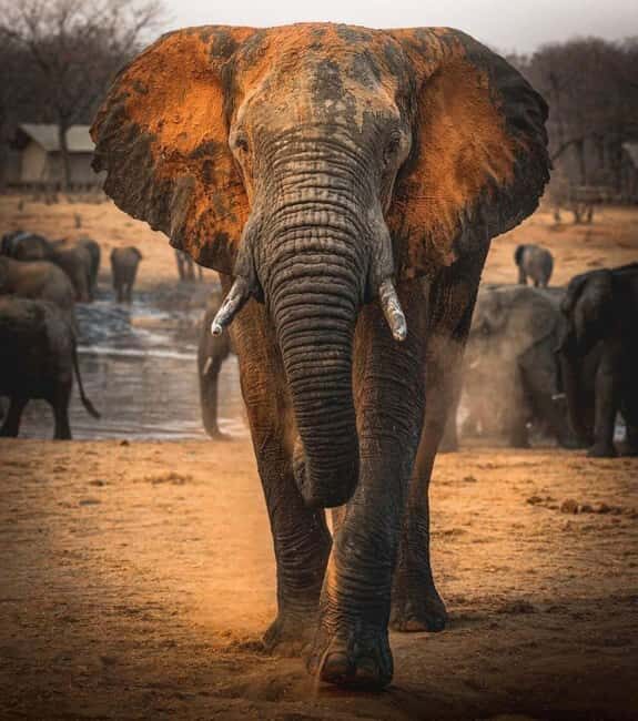 Safari Game Drive in Zambezi national park - Final Thoughts