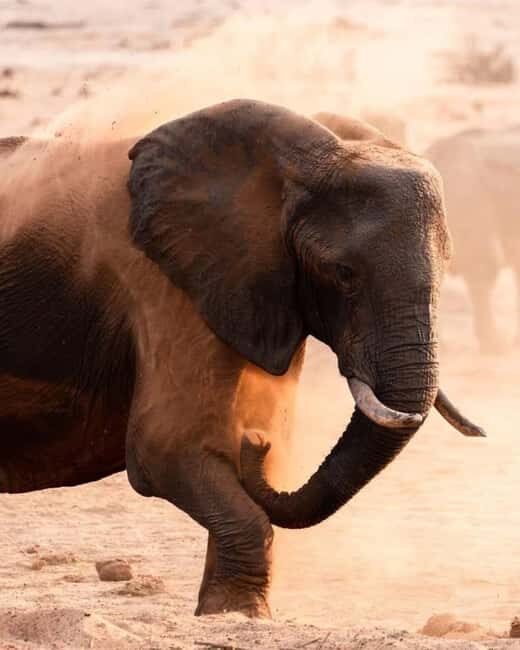Safari Game Drive in Zambezi national park - FAQs