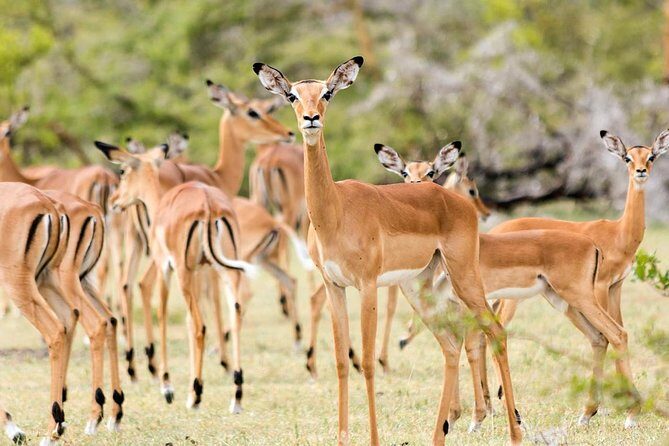 Safari Game Drive & Rhino Walks In The Mosi-oa-Tunya National Park - Key Points