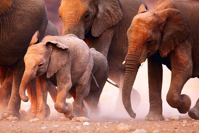 Safari Game Drive & Rhino Walks In The Mosi-oa-Tunya National Park - The Experience in Detail