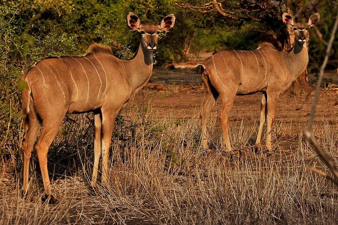 Safari Game Drive & Rhino Walks In The Mosi-oa-Tunya National Park - FAQs
