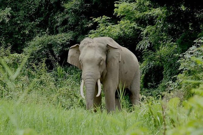 Safari Game Drive & Rhino Walks In The Mosi-oa-Tunya National Park - Final Thoughts