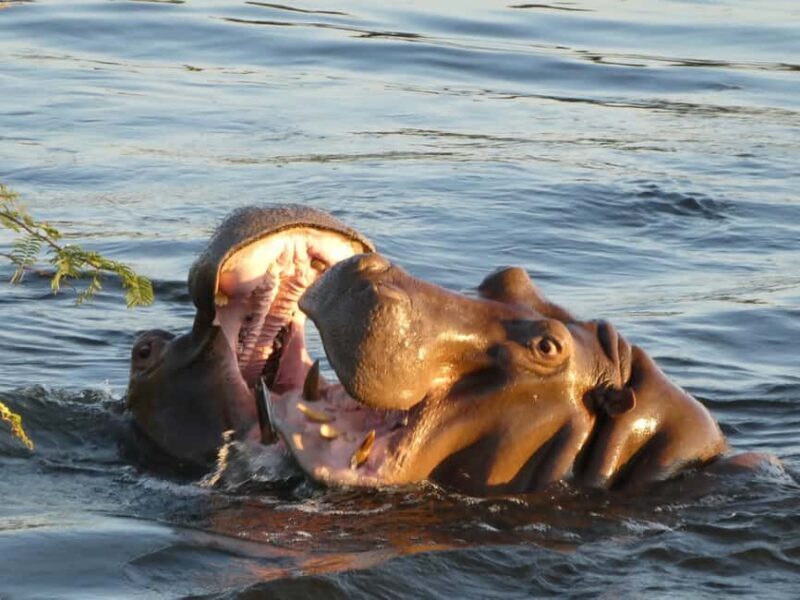 Safari Game Drive - Key Points