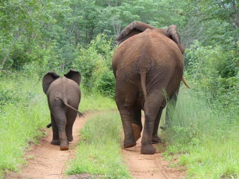 Safari Game Drive - Why This Tour Is Worth It