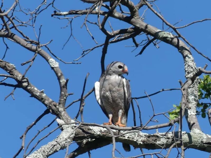 Safari Game Drive - Final Thoughts