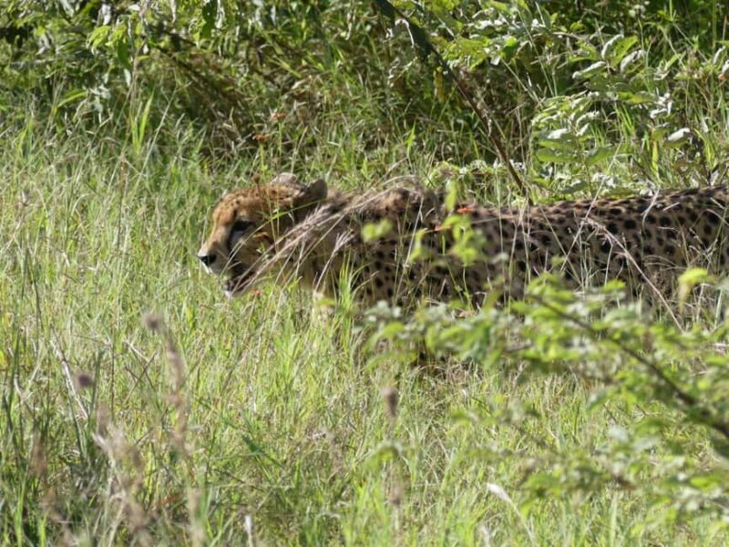 Safari Game Drive - FAQ