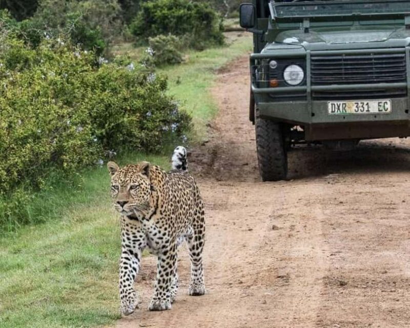Safari game drive tour - What Makes This Safari Game Drive Unique?