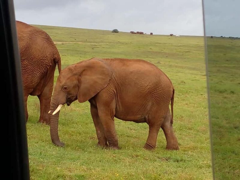 Safari game drive tour - The Itinerary and What to Expect