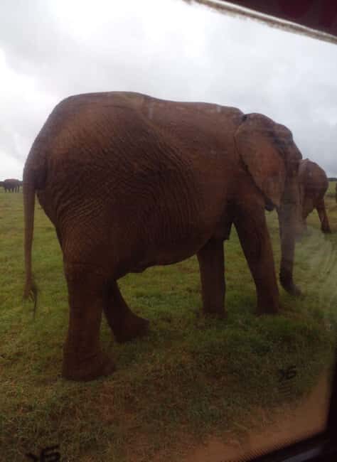 Safari game drive tour - The Value and Pricing
