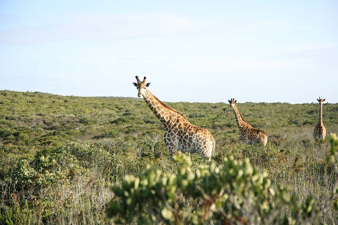 Safari Game Drive - Yzerfontein - Key Points