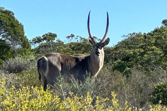 Safari Game Drive - Yzerfontein - Practical Details