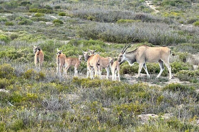 Safari Game Drive - Yzerfontein - What Travelers Say: Authentic, Family-Friendly, and Scenic