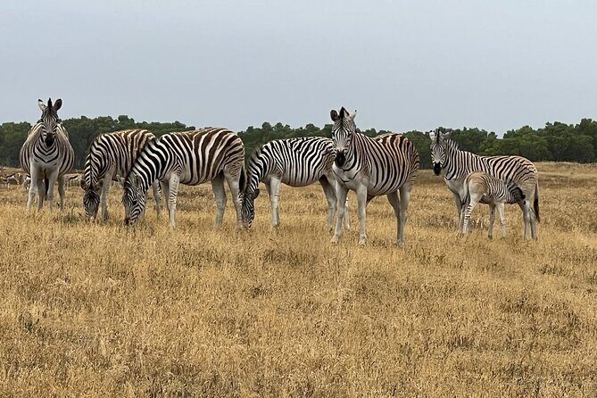 Safari Game Drive - Yzerfontein - The Sum Up: Who Should Consider This Tour?