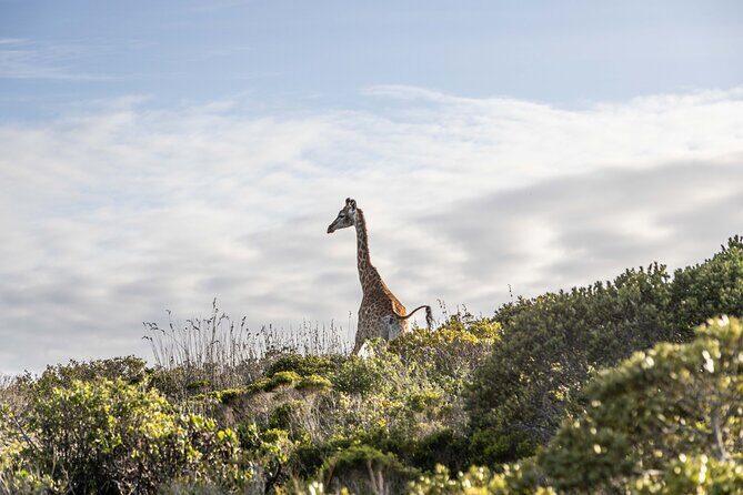 Safari Game Drive - Yzerfontein - FAQ