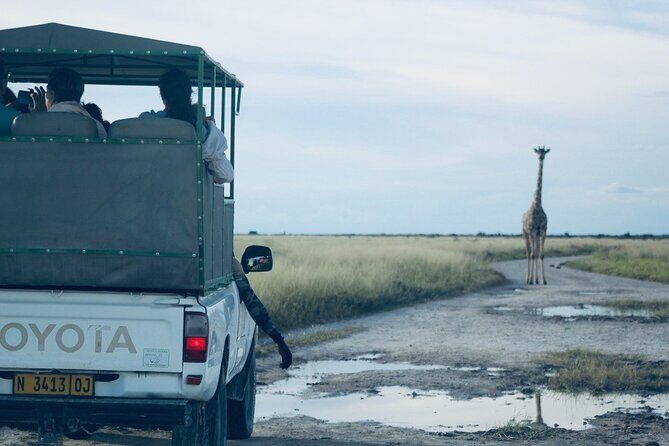 Safari in Etosha national park with professional tour guides born in Etosha. - Practical Details & Tips