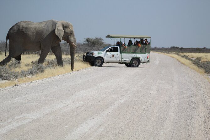 Safari in Etosha national park with professional tour guides born in Etosha. - Who Will Love This Safari?
