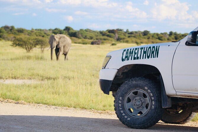 Safari in Etosha national park with professional tour guides born in Etosha. - FAQs
