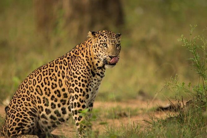 Safari In Jhalana Leopard Conservation Reserve, Jaipur - Key Points