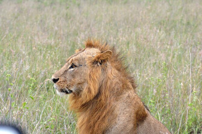 Safari In Nairobi Kenya National Park Half day Tour - A Detailed Look at What to Expect