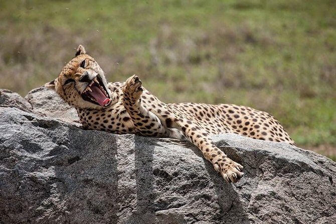 Safari in Tanzania 5 days: Manyara, Ngorongoro, Serengeti - Key Points