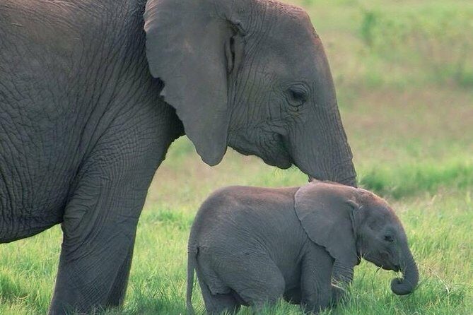 Safari in Tanzania 5 days: Manyara, Ngorongoro, Serengeti - What Makes This Tour Stand Out?