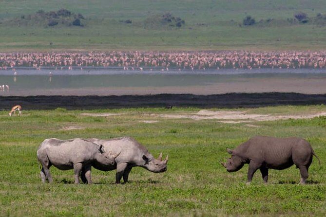 Safari in Tanzania 5 days: Manyara, Ngorongoro, Serengeti - FAQ