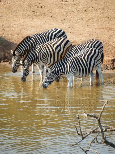 Safari in the Bandia reserve and boat trip on the Somone lagoon - Exploring Senegal’s Wild Side: A Guide to the Bandia Reserve and Somone Lagoon Tour