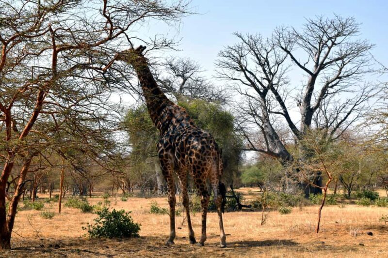 Safari in the Bandia reserve and boat trip on the Somone lagoon - A Closer Look at the Day’s Highlights