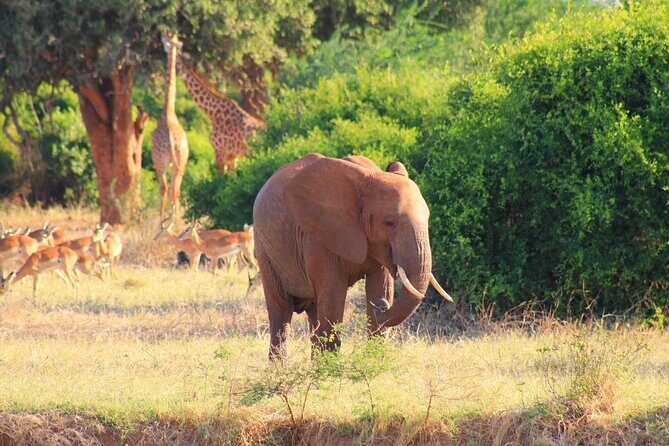 Safari in Tsavo and Amboseli for 5 Days and 4 Nights - Key Points