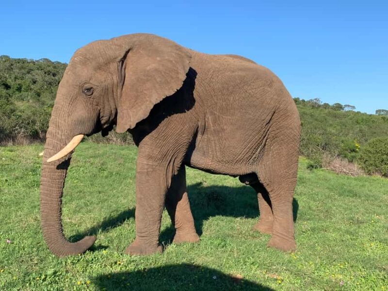 Safari into Schotia Full Day Tour - Key Points