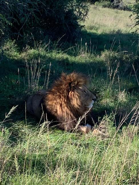 Safari into Schotia Full Day Tour - The Sum Up