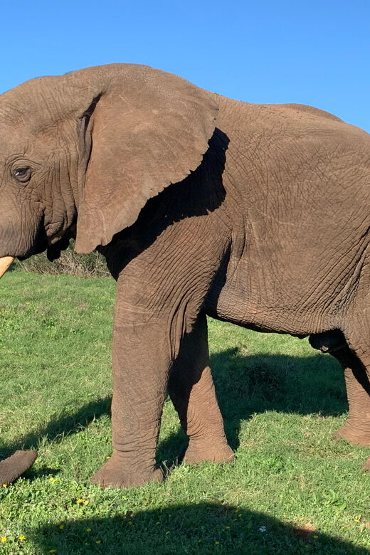 Safari into Schotia Full Day Tour - FAQ