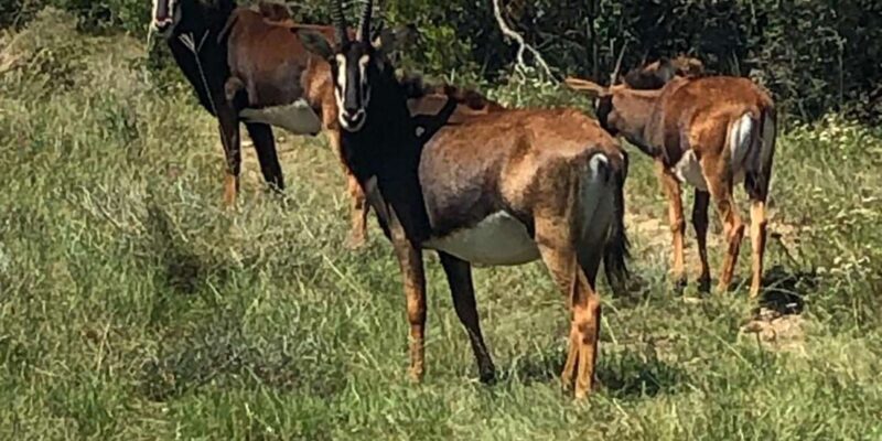 Safari into Schotia Half Day Tour - The Sum Up