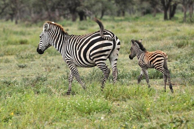 Safari "Kifaru" - 5 days in the most famous Parks in the world - Authenticity and Traveler Feedback