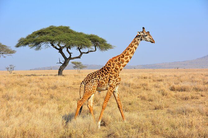 Safari "Kifaru" - 5 days in the most famous Parks in the world - Who Should Consider This Safari?