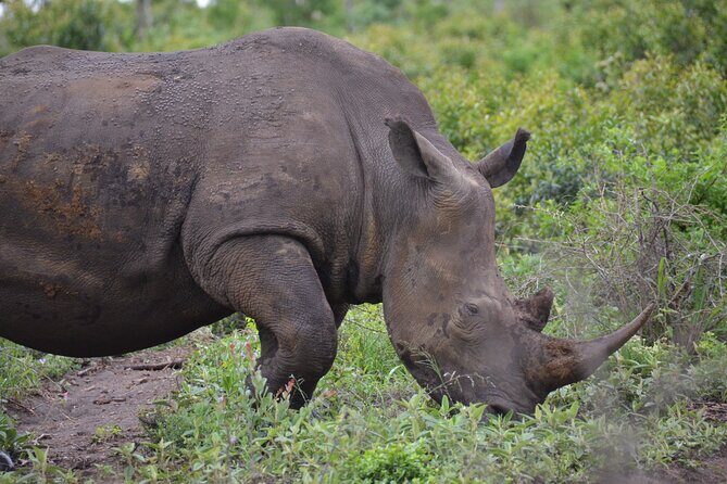 Safari & PheZulu Village Day Tour from Durban - An In-Depth Look at the Tour Components