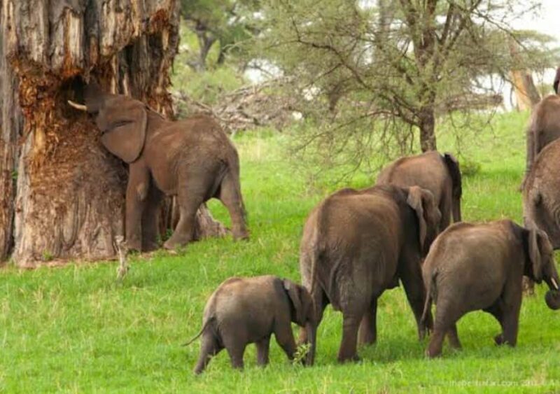 Safari Serenity:Exploring Tarangire National Park in Day - Key Points