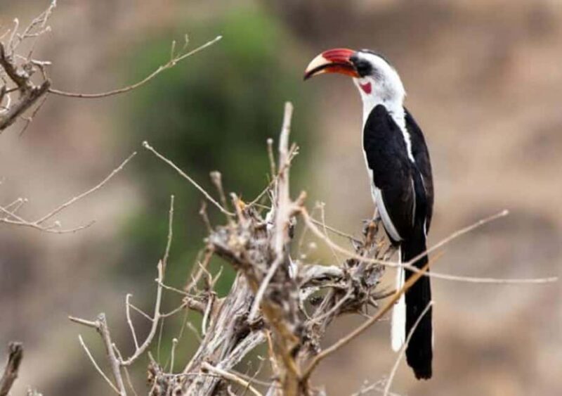 Safari Serenity:Exploring Tarangire National Park in Day - Final Thoughts: Who Is This Tour Best For?