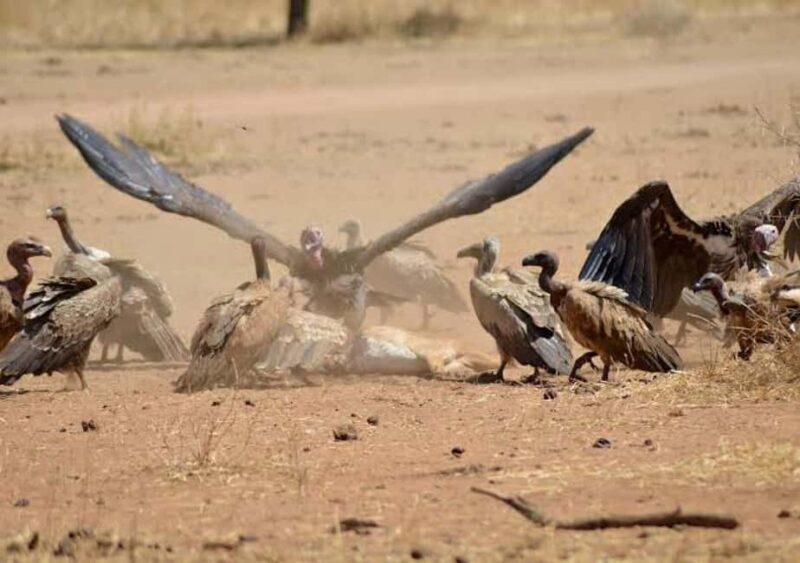 Safari Serenity:Exploring Tarangire National Park in Day - FAQ