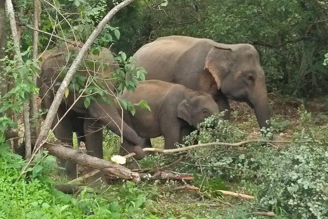 Safari Tour at Minneriya National Park - Introduction: What Makes This Safari Special